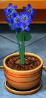 Bluestar Glaber